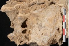 Foto (Detailansicht) von Fagus silvatica L. (NHMW-GEO-2024-0188-11364)